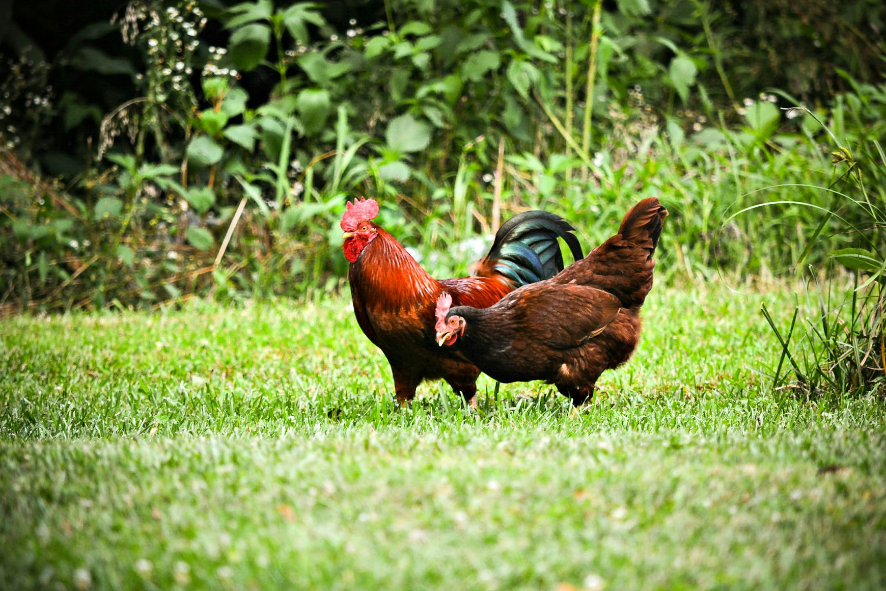 Cuidados especiales para gallos y gallinas Asegurando su bienestar y productividad en cada etapa de su vida.png